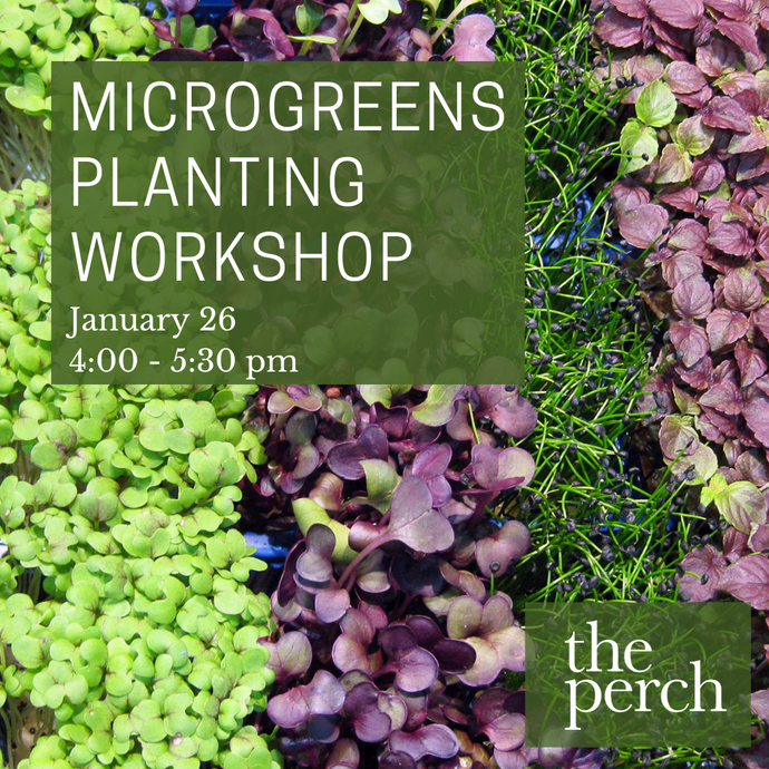 Microgreens Planting Workshop